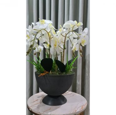 Orchids Arrangements Orchids Arrangements