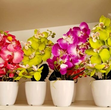Potted Flowers & Sacculents Potted Flowers & Sacculents