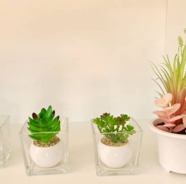 Potted Flowers & Sacculents Potted Flowers & Sacculents